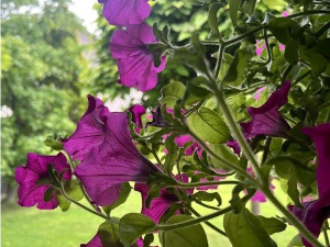 Еко минијатуре: Споменар из Србије