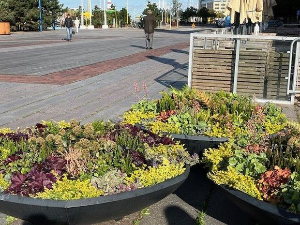 Еко минијатуре: Хајде да мислимо о… – Озелењавање улица