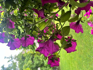 Еко минијатуре: Споменар из Србије