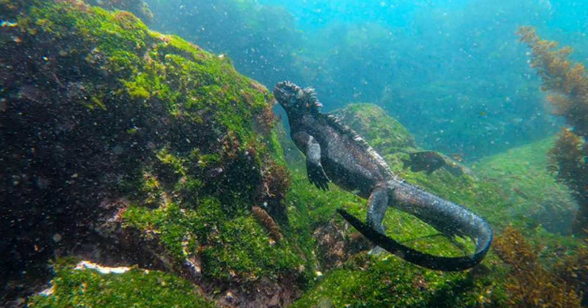 Спасавање раја : Изгубљени свет Галапагоса, 2–6