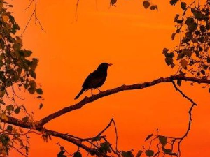 Еко минијатуре: Птица на длану - Славуј