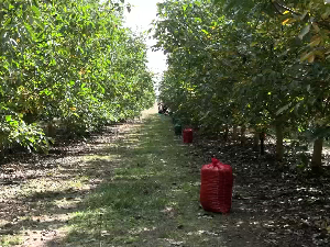 Плантажа ораха у Kачареву