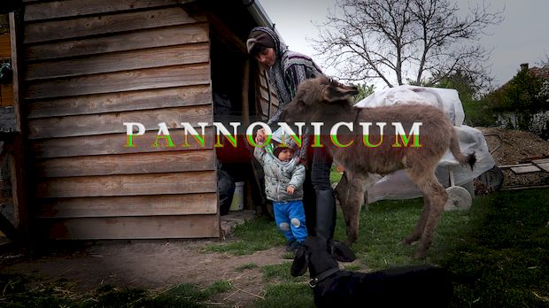 Паноникум
