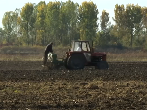 Сетва пшенице у шабачком крају