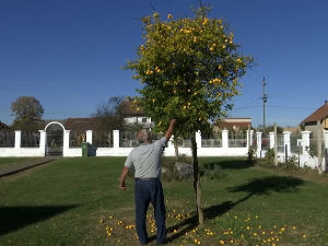 Медитеран у малом у Јелаву код Лознице