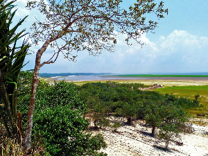 Како да Амазон не постане савана, Гутерес признао да смо оманули са мерама против глобалног загревања (Пиксабеј) Како да Амазон не постане савана, Гутерес признао да смо оманули са мерама против глобалног загревања