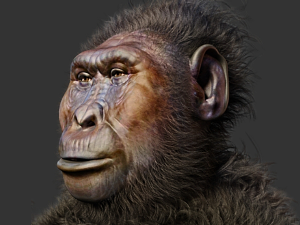 Ново откриће фосила – један од наших предака био је невероватно сличан горили