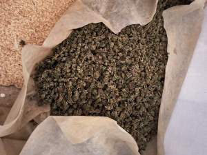 МУП: Заплењено 200 килограма марихуане код Лознице, сумња се да има и више