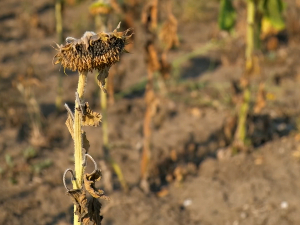 Дијалог о климатским променама: Утицај на економију мери се у десетинама милијарди евра
