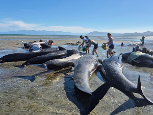 Природна замка за китове на плажи Новог Зеланда