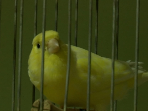 Шабац: Како се тренирају канаринци