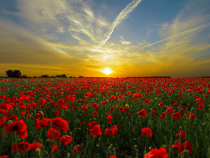 Винил – Ај, свиће зора