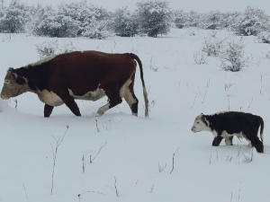 Крава мора да једе, пије и тели се и када је напољу минус
