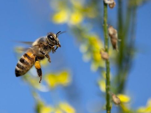 Еко минијатуре: Зоофобија - Пчеле и осе