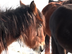 Засавица зими