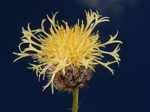 Српски ботаничари описали нове биљне врсте за науку