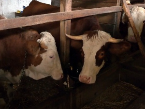 Нове мере за заштиту домаћег сточарства