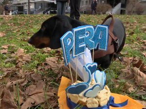 Шта се деси када се укрсте торта за пса и журка поводом откривања пола детета