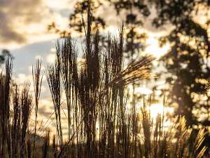 Ред сунца, ред облака, али топло време – наредних дана осетно свежије