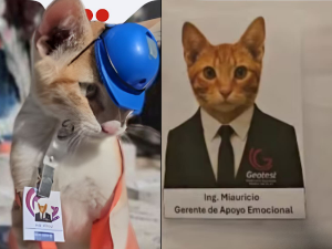 Мексичка фирма запослила мачка Мјаурисија као „менаџера за емоционалну подршку"