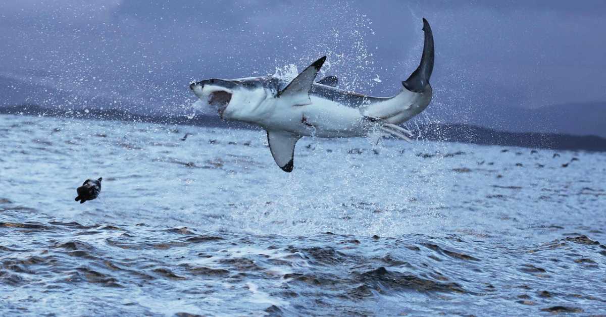 Велике беле ајкуле суочене са изумирањем у Медитерану