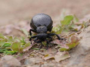 Еко минијатуре: Зоофобија