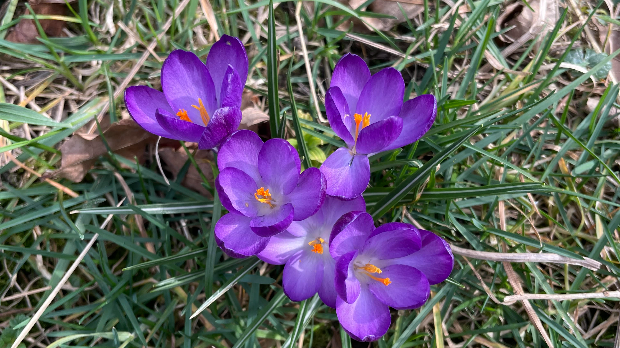 Хоћу да знам: #СрбијаЦвета2026 – пројекат грађанске науке