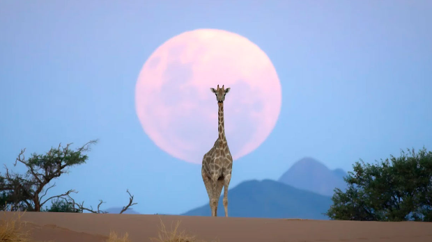 Зашто за ове фотографије људи мисле да их је направила вештачка интелигенција