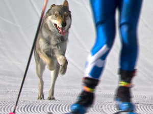 Пас прекинуо олимпијску спринт трку, у завршници прошао кроз циљ