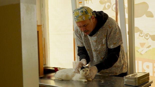 Ветеринарска мисија: Педикир оваца