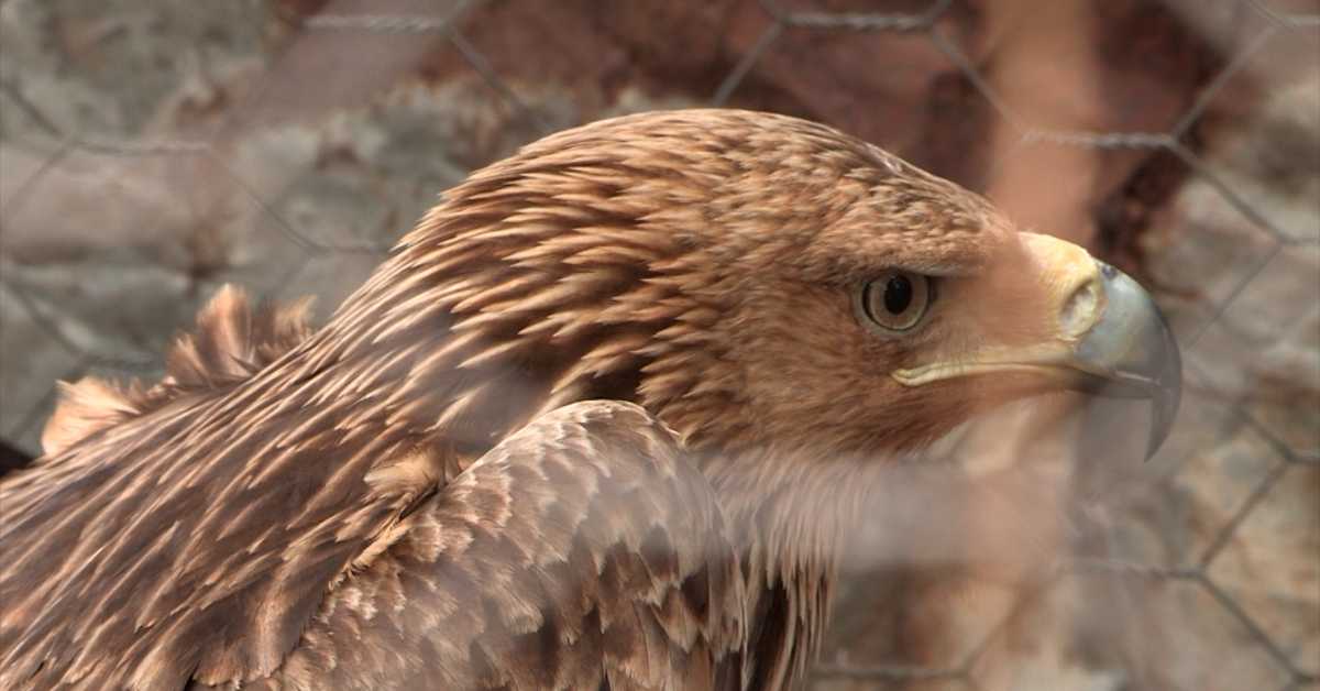 Спасавање орла Феликса – како је орао из Србије завршио у ратом захваћеној Сирији