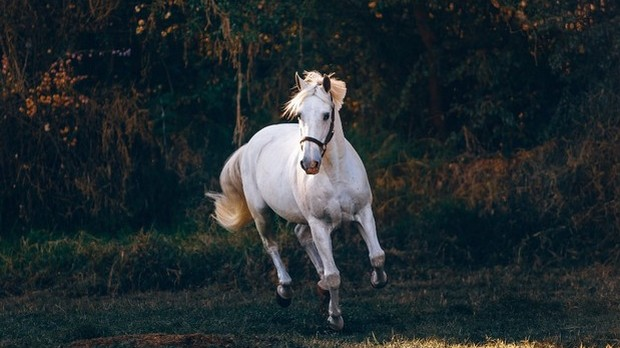 Говори да бих те видео: Не судим коњима, судим људима