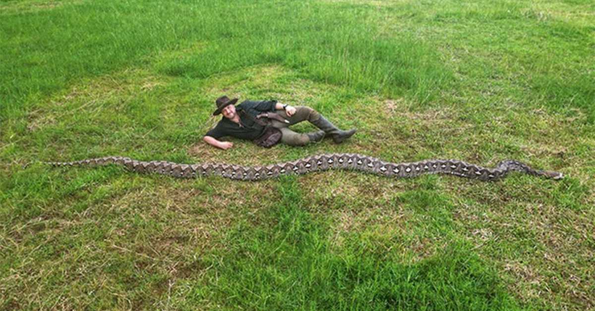 Најдужа дивља змија на свету живи на индонежанском острву