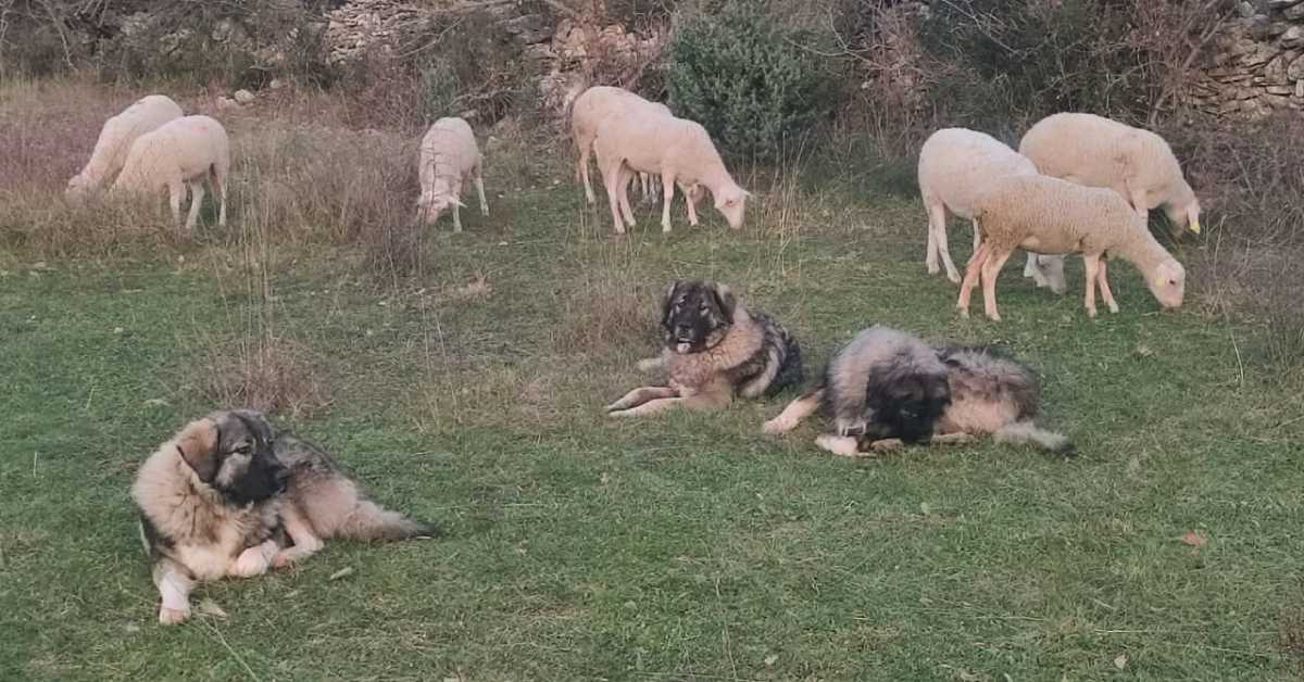 Вукови под заштитом, људи без помоћи - муке повратничке породице из Кистања