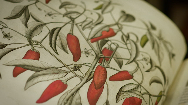 Свет очима сликара: Веласкезова љута папричица, 1-4  (R)