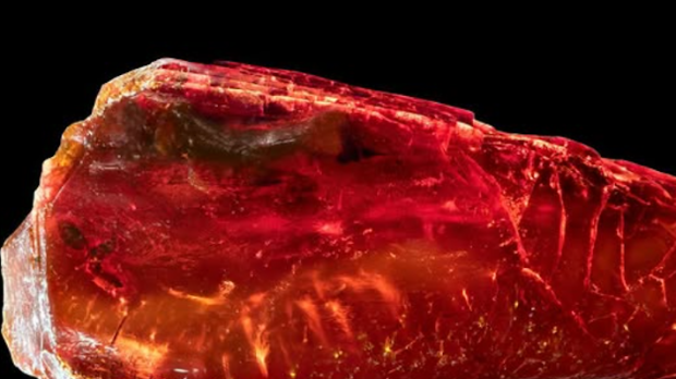 У Гетеовој колекцији ћилибара отривен мрав стар 40 милиона година 