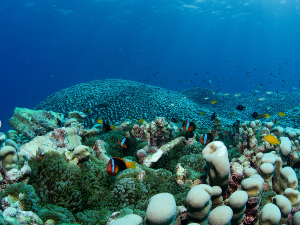 Могу ли подводни звучници и музика мора да спасу коралне гребене од нестанка