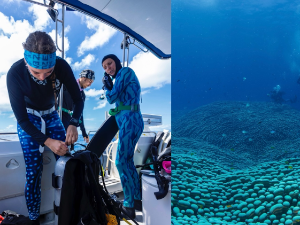 Аустралијска обала још је богатија – откривена највећа колонија корала на свету на Великом коралном гребену  