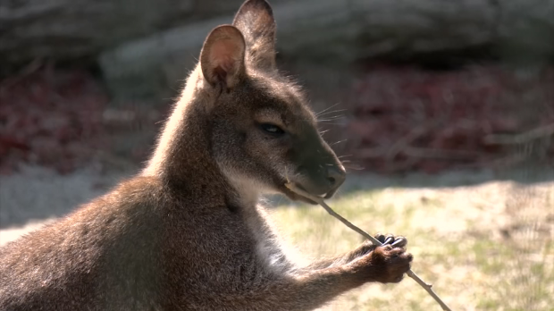Кенгур Драган међу алпакама и емуима и то у Ниш!