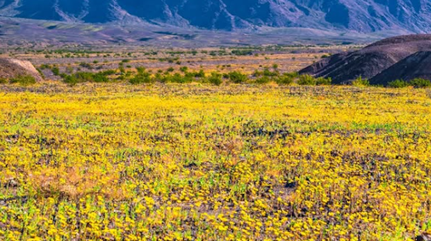 Долина смрти је процветала – догађај који се дешава једном у деценији