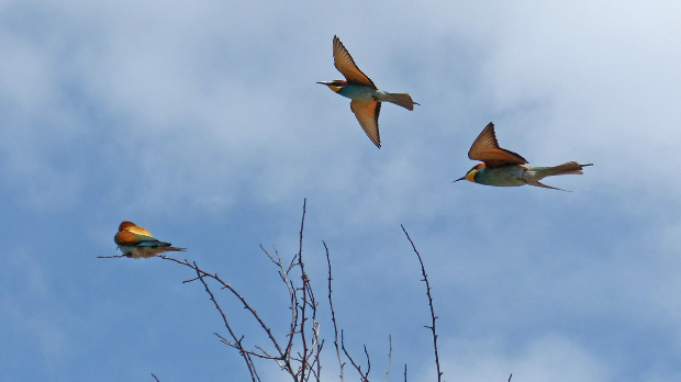 Дуети, терцети