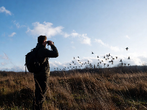 Како посматрање птица подмлађује мозак