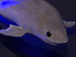 Ајкуле и раже на Калемегдану – изложба о предаторима у Галерији Природњачког музеја