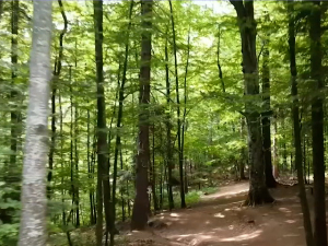 Шуме нестају глобално, Србија изнад просека – али проблеми остају