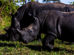 Од потпуног нестанка до повратка – носорози поново настањују парк у Уганди