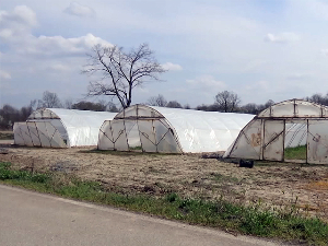 Производња раног поврћа у околини Шапца