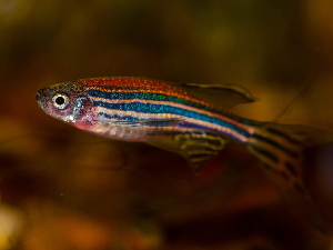 ZeNCure - зебрица као херој модерне медицине