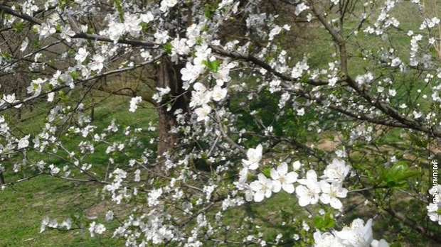 Мартовски снег и процветало воће