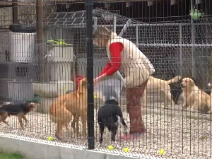 Програм „Ухвати, стерилиши и пусти“ - хумани начин контроле напуштених паса