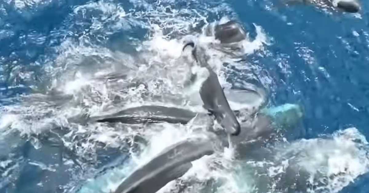 Китови из јата окупили се да помогну женки током порођаја и младунчету